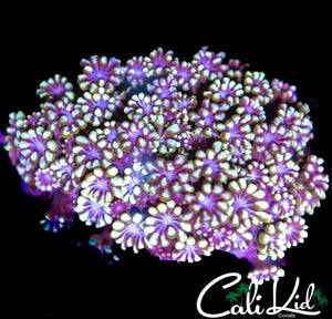 BI COLOR ALVEOPORA