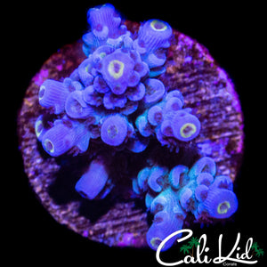 BLUE MAGOO TENIUS