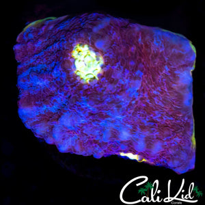 SOLOMAN ISLAND BIG EYE CHALICE