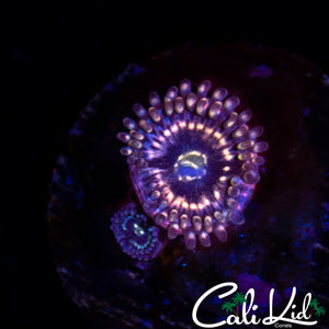 INTERSTELLAR ZOA DOUBLE