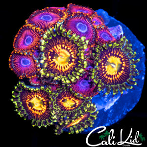 ASSORTED ZOA MINI COLONY