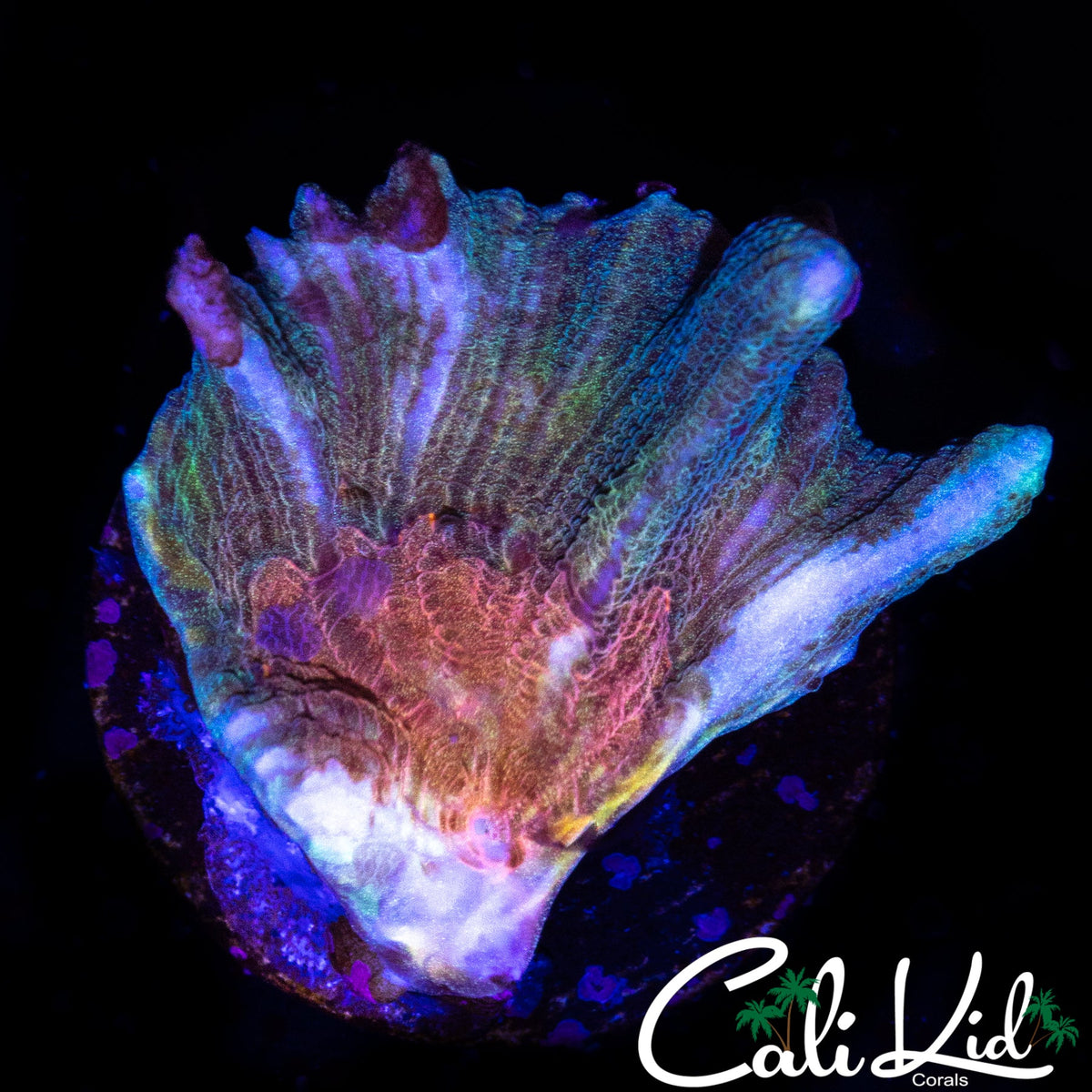 ULTRA RAINBOW PECTINIA