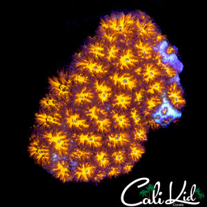 GOLDEN LEPTOSERIS FRAG