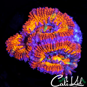 RAINBOW STRIPE ACAN DOUBLE