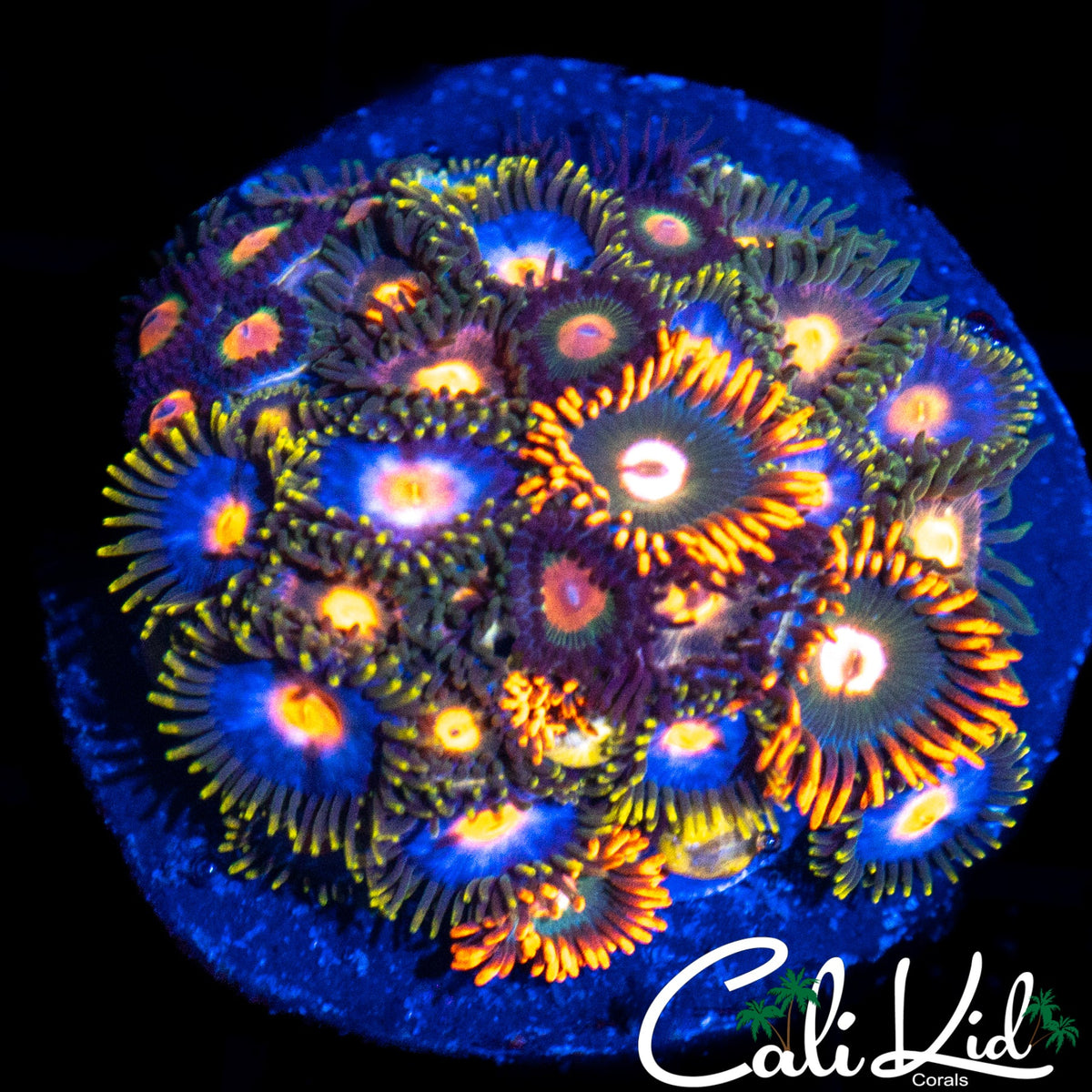 ASSORTED ZOA MINI COLONY