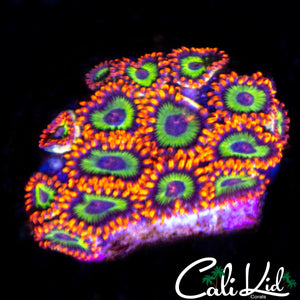 FRUIT LOOPS MINI COLONY