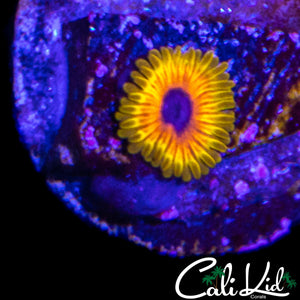 GREAT OWL ZOA