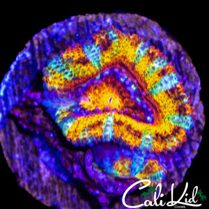 RARE TIGER PRINT ACAN DOUBLE