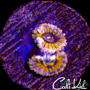 CK TIGER LILY DOUBLE