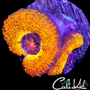 CK BANANA BOAT ACAN DOUBLE
