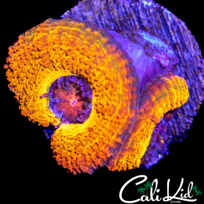 CK BANANA BOAT ACAN DOUBLE
