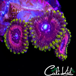 WWC BLACK ORCHID TRIPLE