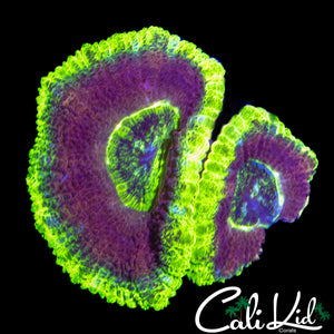 PURPLE BOT ASIAN ACAN DOUBLE