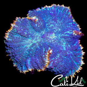 LARGE GOLD RIM RHODACTIS