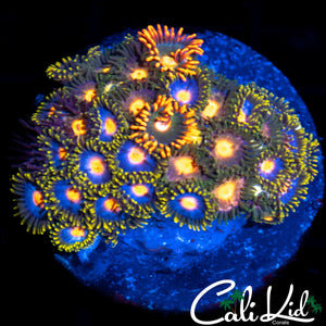 ASSORTED ZOA MINI COLONY