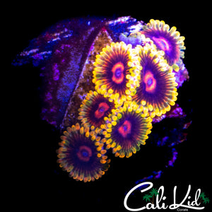 MIND TRICK MINI COLONY