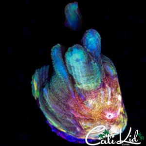 RAINBOW EYE PECTINIA FRAG