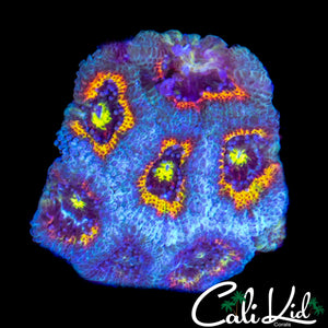 CK FRUIT LOOPS MICRO