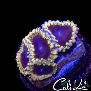 MESOPHERE ZOA QUAD