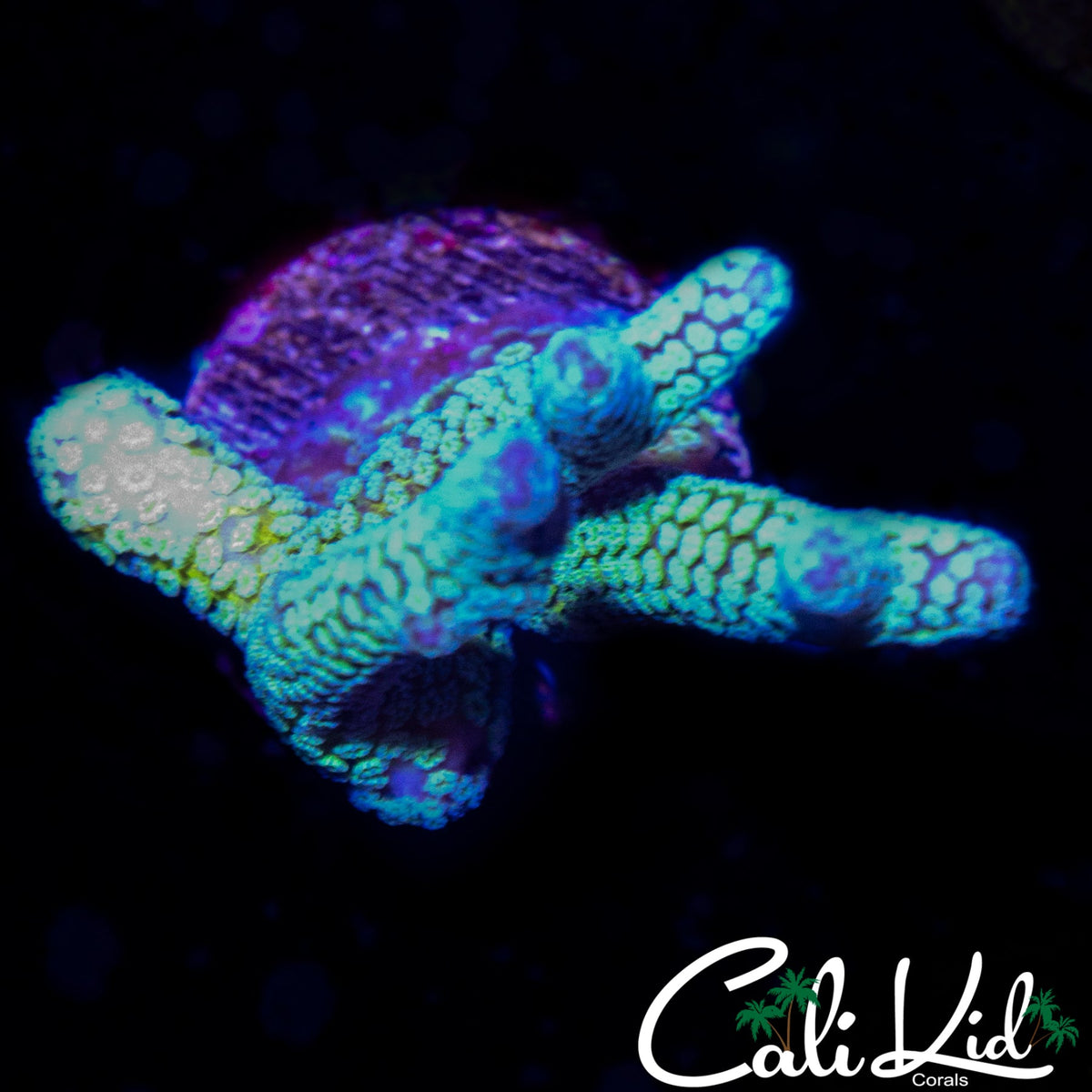 TWO TONE BIRDSNEST FRAG