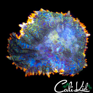 JACK O LANTERN RHODACTIS