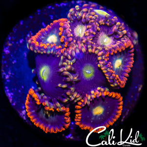 ASSORTED ZOA MINI COLONY