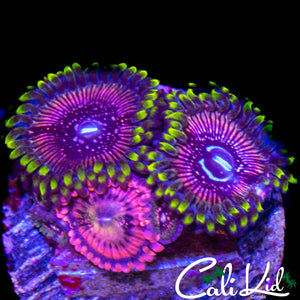 ASSORTED ZOA QUAD