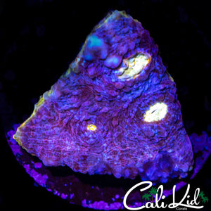 SOLOMAN ISLAND BIG EYE CHALICE