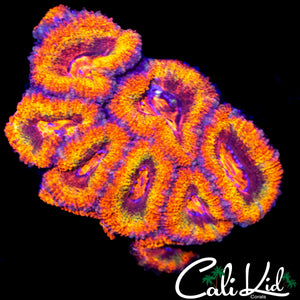 INSANE RAINBOW ACAN COLONY