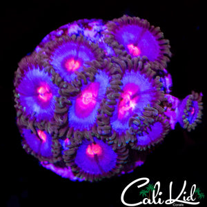 MIAMI VICE MINI COLONY