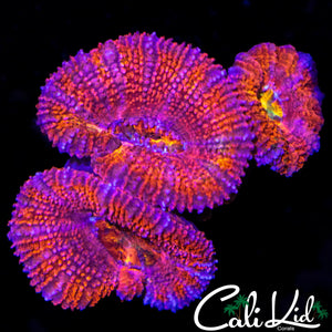 RAINBOW EYE ACAN TRIPLE