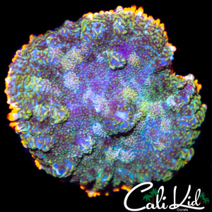 RAINBOW SWIRL RHODACTI S