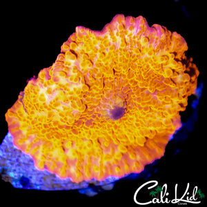 CK GOD MUSHROOM
