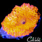shopify auction