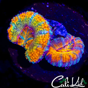 CK UNRELEASED ACAN DOUBLE