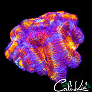 ULTIMATE RAINBOW ACAN MINI COLONY