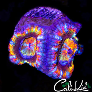 FROM THE CK VAULT ACAN DOUBLE