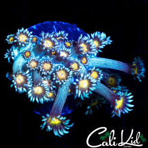 SUNFLOWER GONI