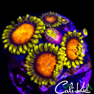 CK BLAZIN CAJUN MINI COLONY