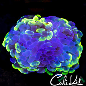 SPLATTER BRANCHING HAMMER