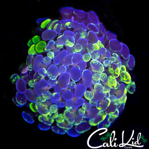 TRI COLOR SPLATTER BRANCHING HAMMER