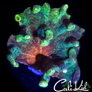 ULTRA PECTINIA COLONY