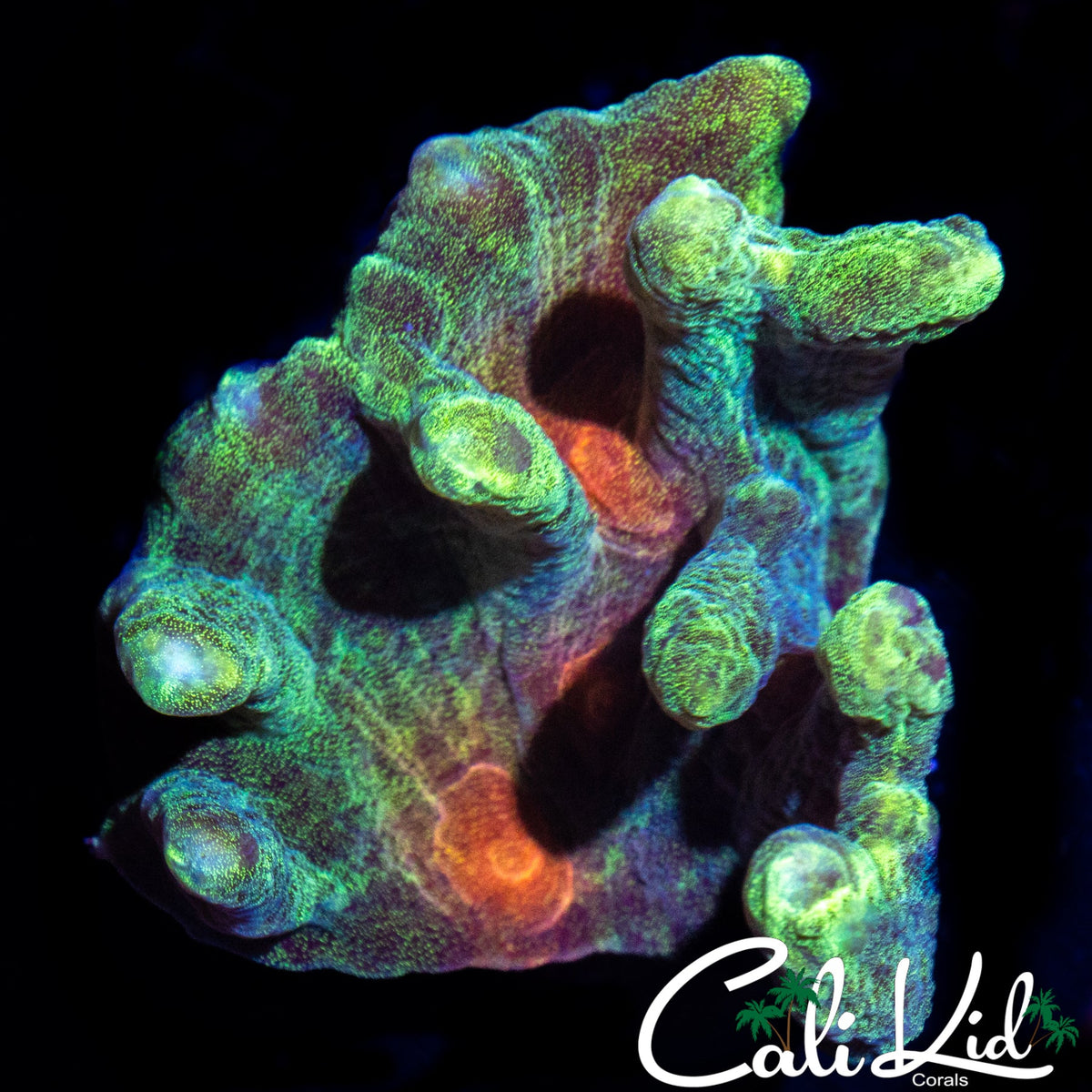 ULTRA PECTINIA COLONY