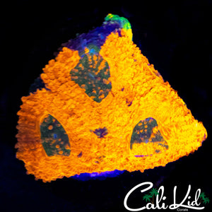 XTREME RAINBOW ECHINATA