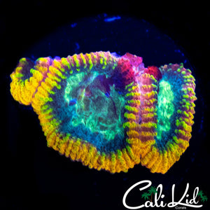 CK ELECTRIC DAISY FAVIA