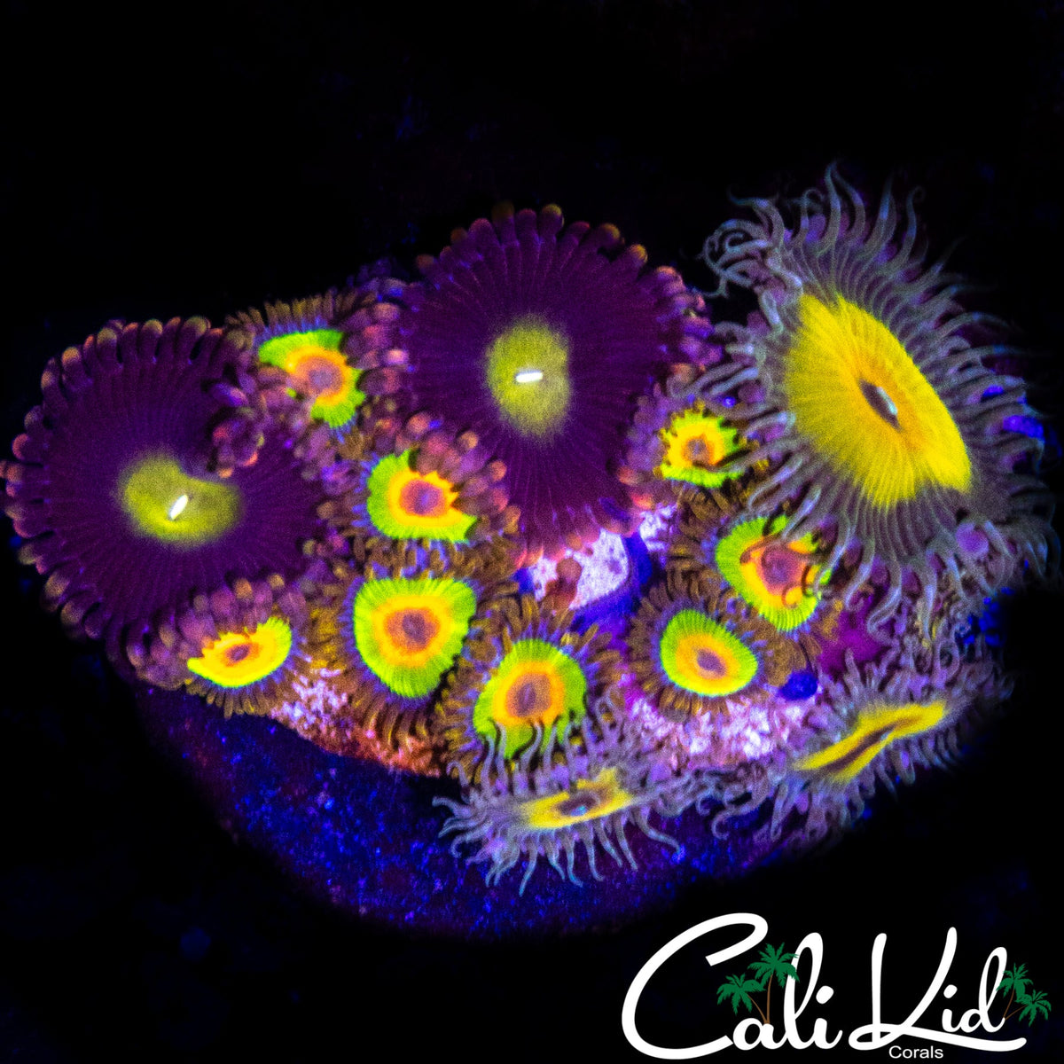 ASSORTED ZOA COLONY