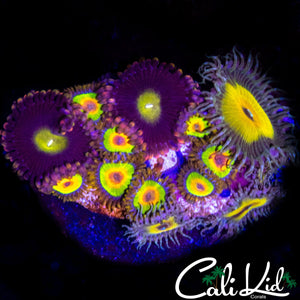 ASSORTED ZOA COLONY