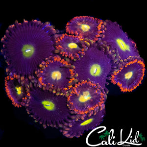 ASSORTED ZOA COLONY