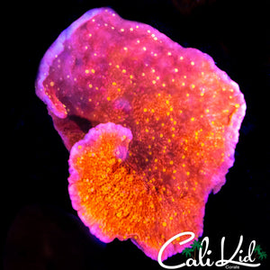 STARBURST TYPE MONTI