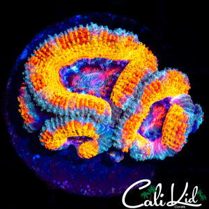 SILVER BULLET ACAN QUAD